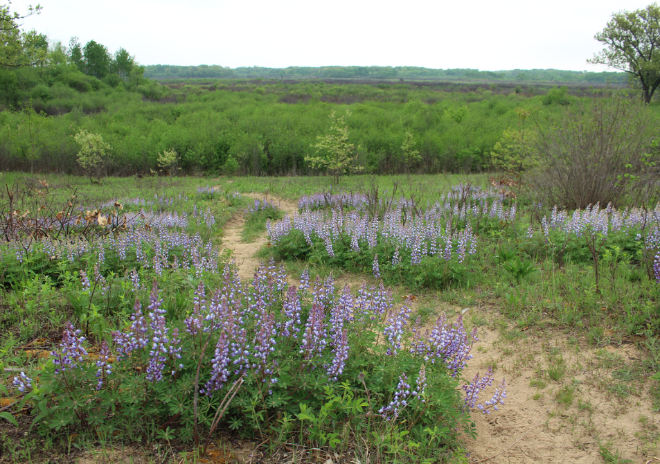 Lupine in bloom. Photo by Cait Williamson.