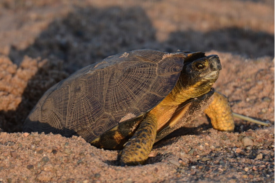 Blog Post Photo Dimensions 43 (33) Wood turtle in the sand