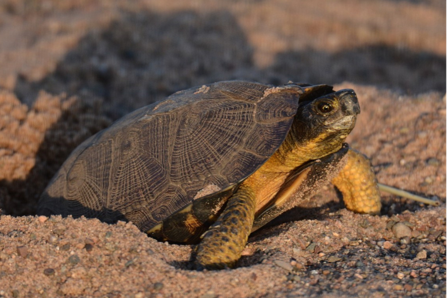 Wood turtle in the sand