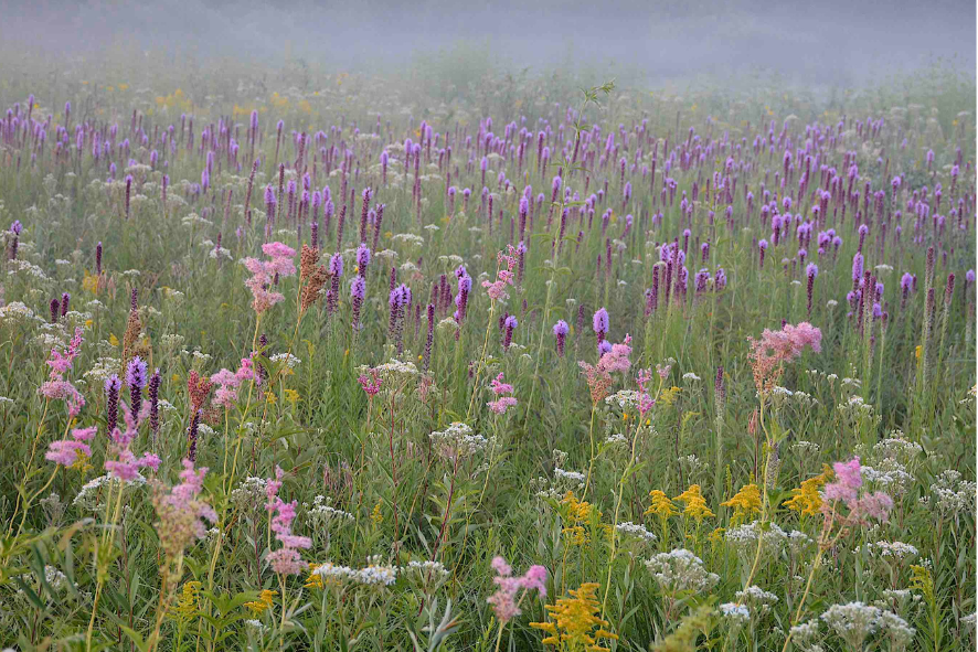 Prairie of wildflowers as a layer of fog comes in