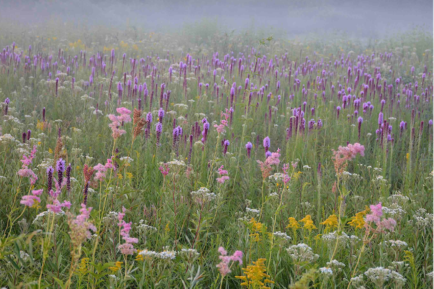 Blog Post Photo Dimensions 43 (36) Prairie of wildflowers as a layer of fog comes in