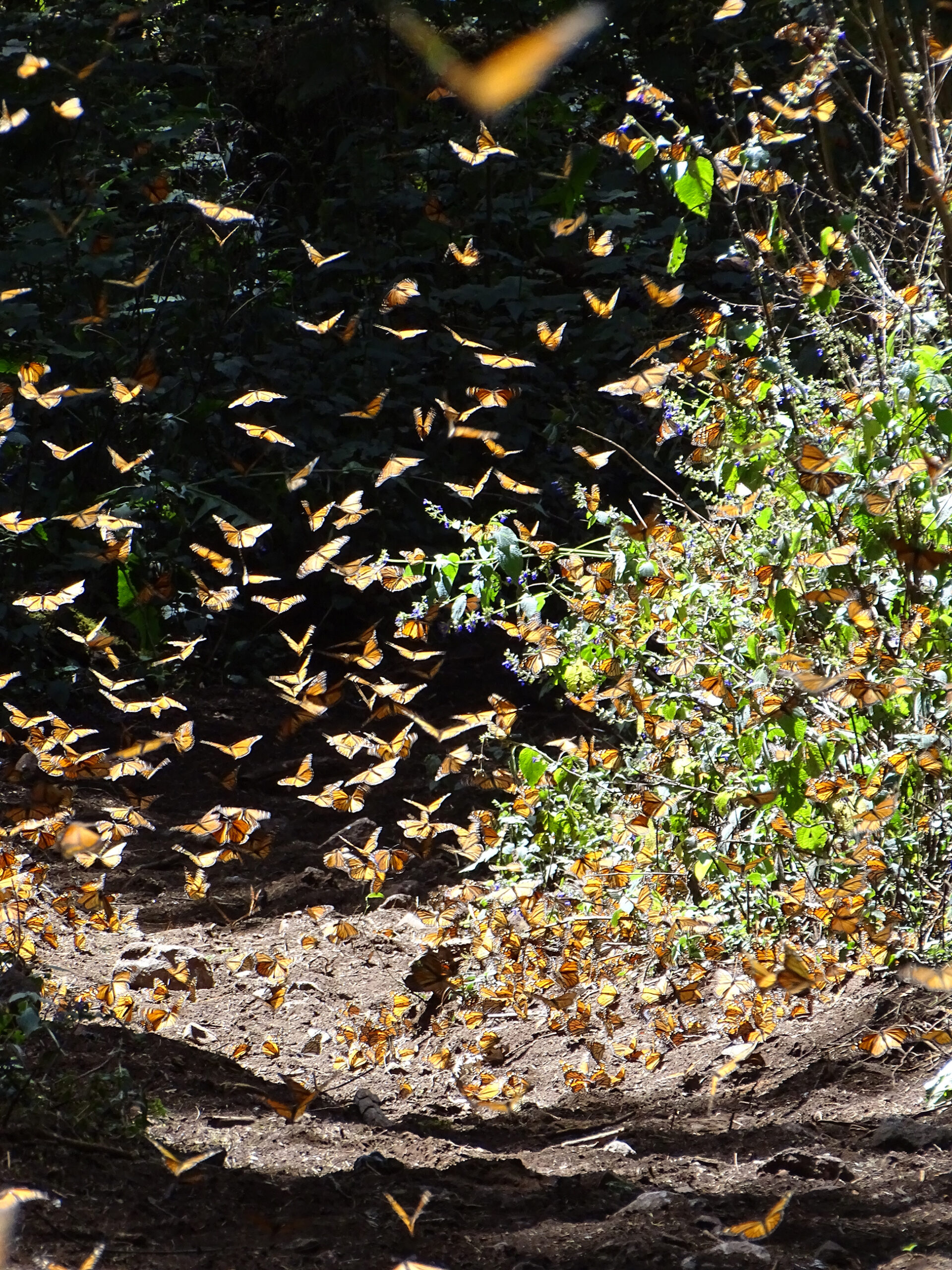 Monarch Butterflies (Danaus Plexippus) In Mexico A Connecticut Warbler, the Great Wisconsin Birdathon 2023 #Birdoftheyear, sitting in a tree