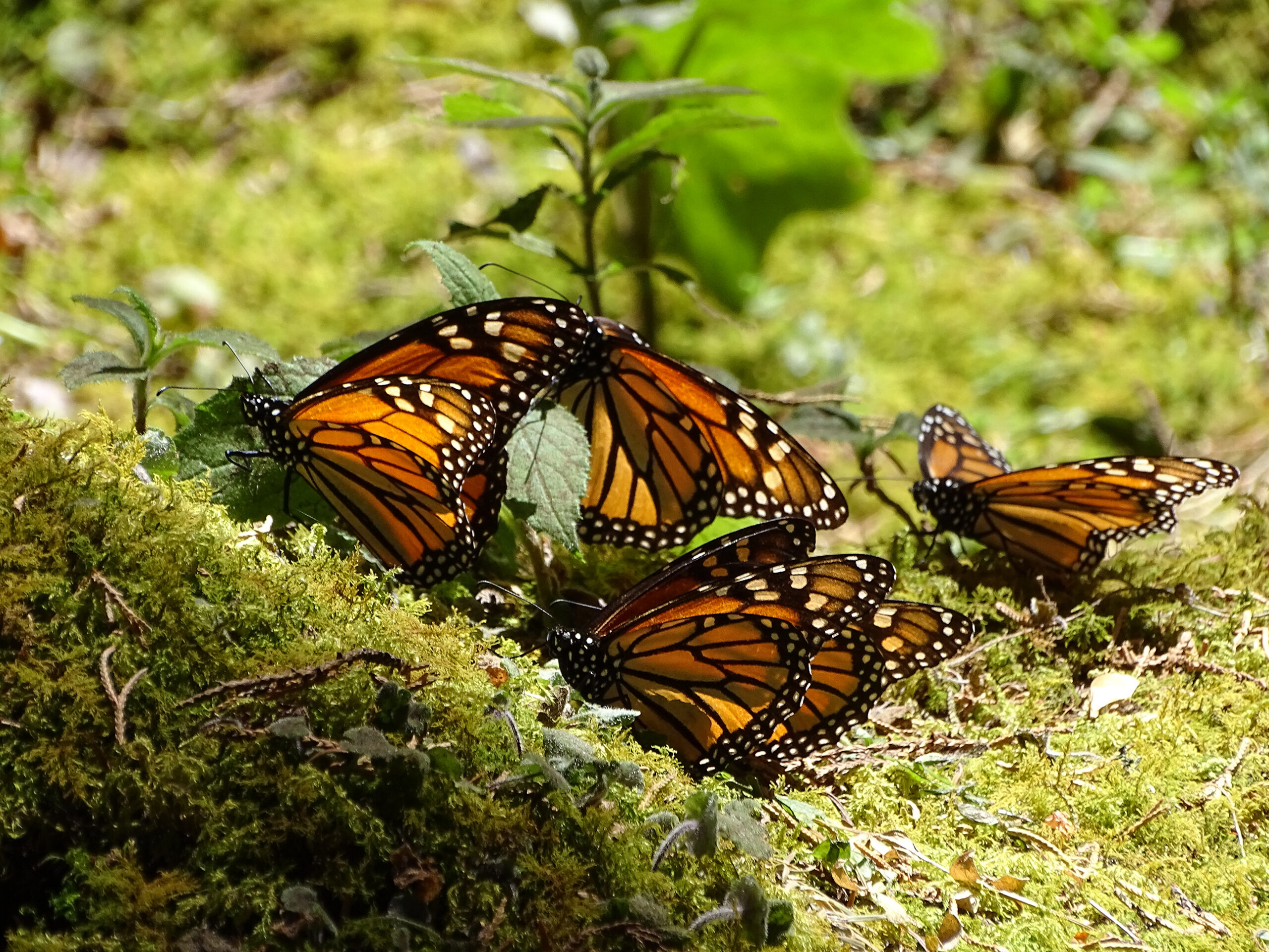 Monarch Butterflies (Danaus Plexippus) In Mexico