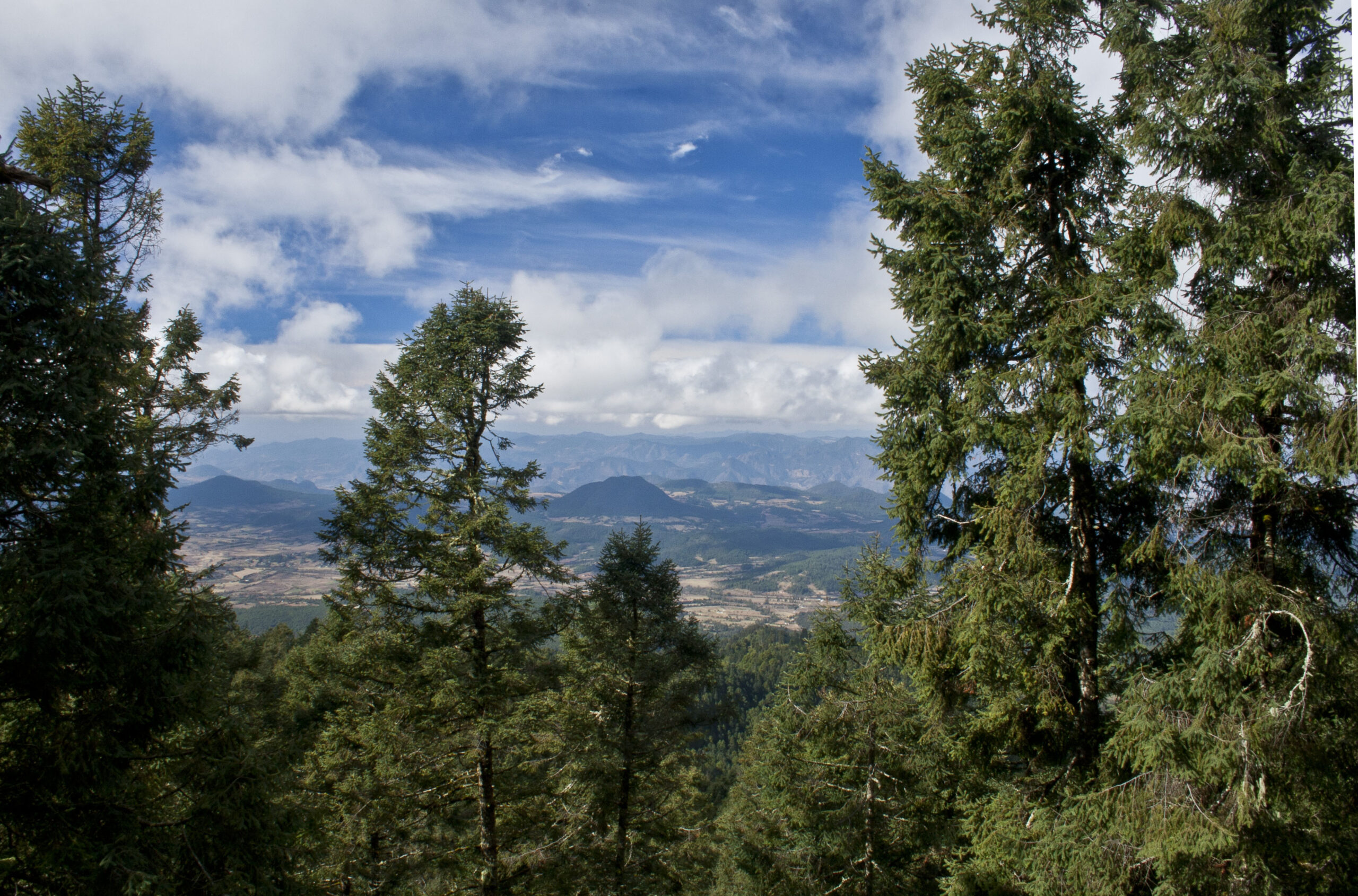 Vista Near Site Of Monarchs Migration In Mexico