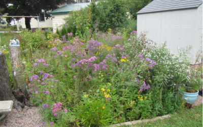 5 Steps to Planting a Pollinator Garden in Wisconsin