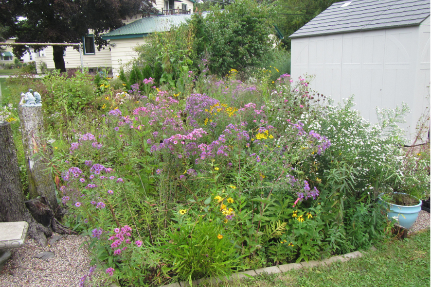 pollinator garden in someone's backyard