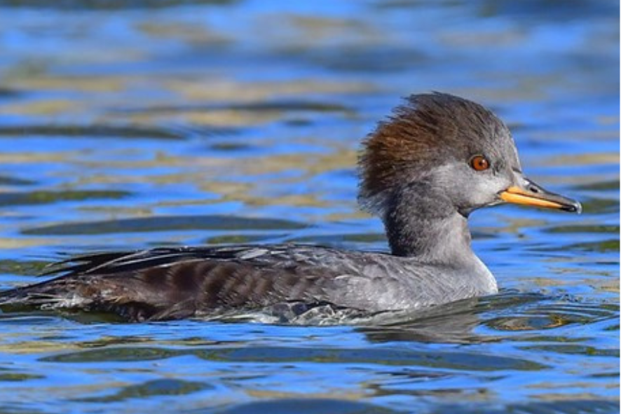 Hooded merganser hen on the water