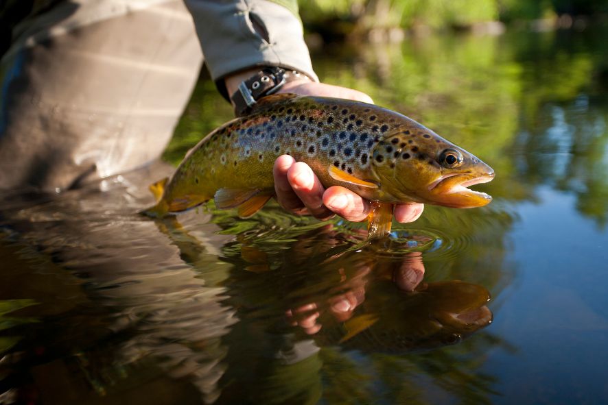 Holding a trout just above the water surface
