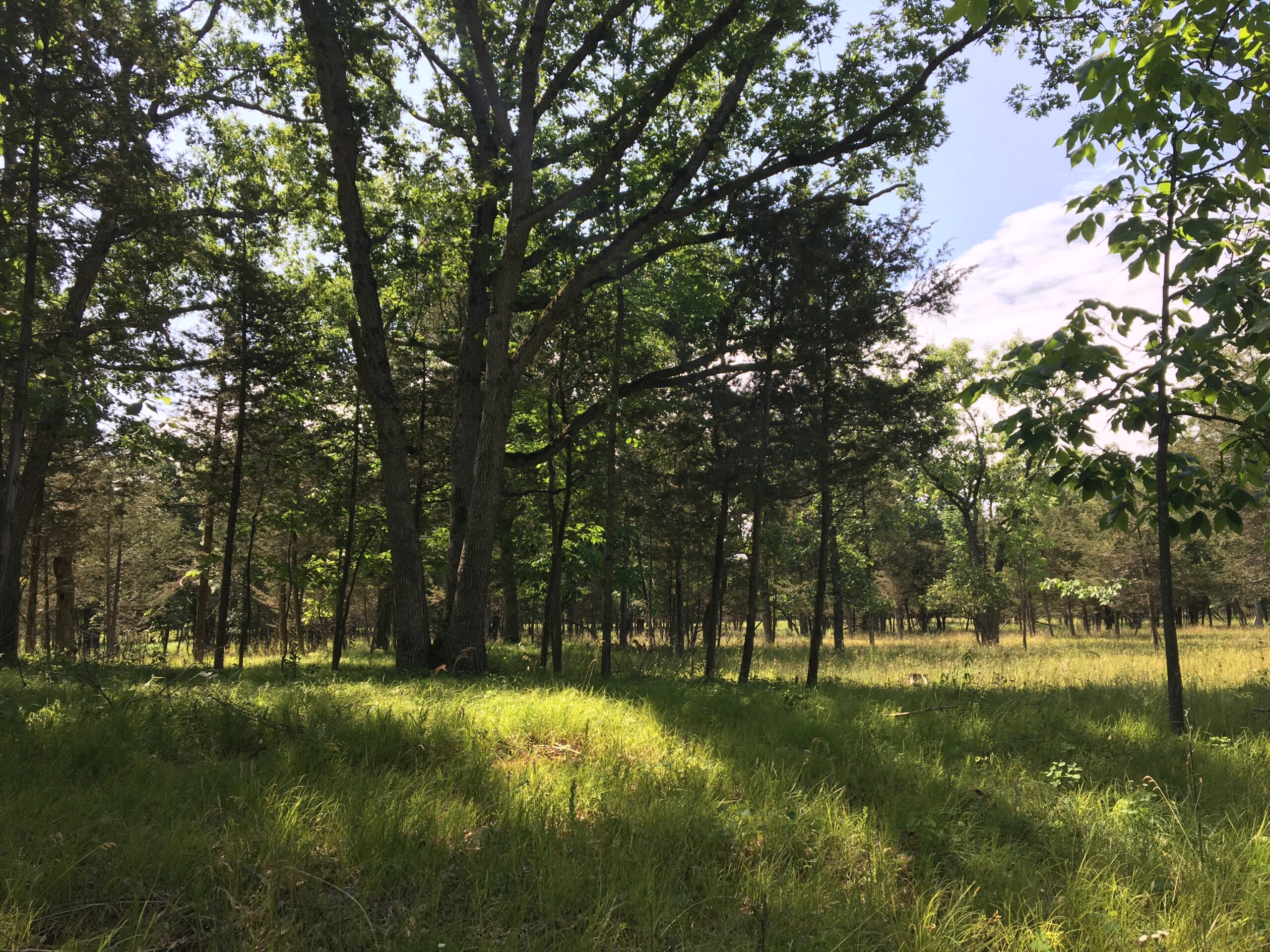 Lightly forested area with grass