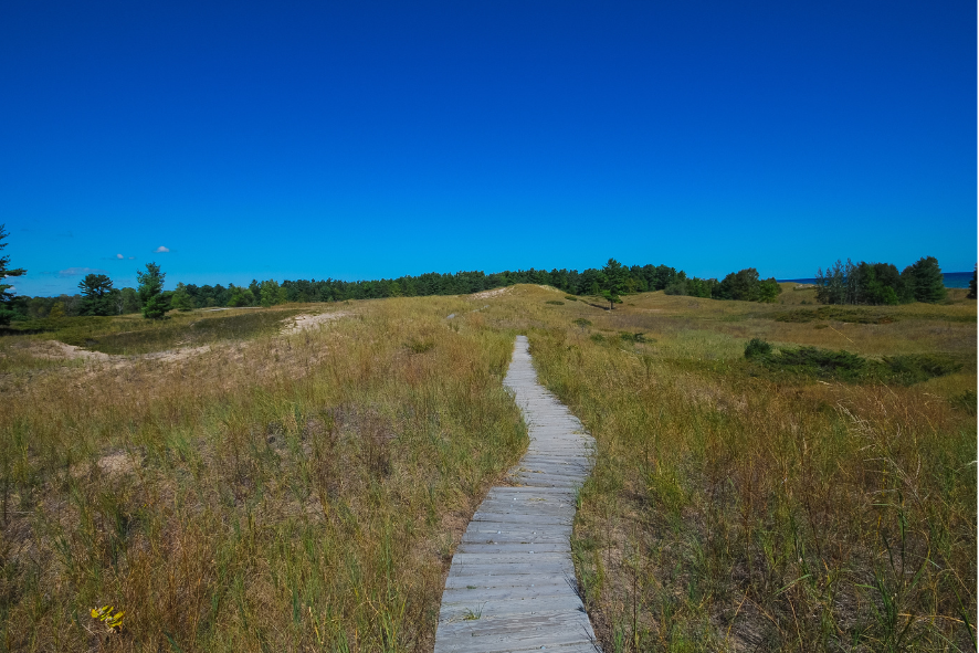 private land restoration blog - prairie with yellow, white, and purple flowers in it