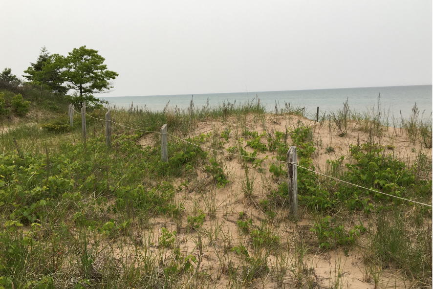 Blog Post Photo Dimensions 43 (56) private land restoration blog - prairie with yellow, white, and purple flowers in it