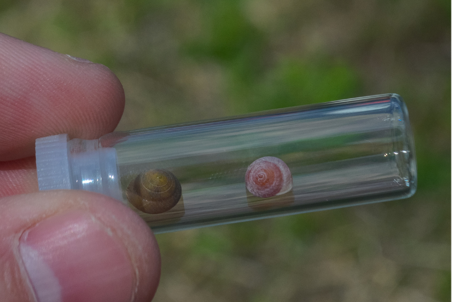 cherrystone drop snails in a clear tube
