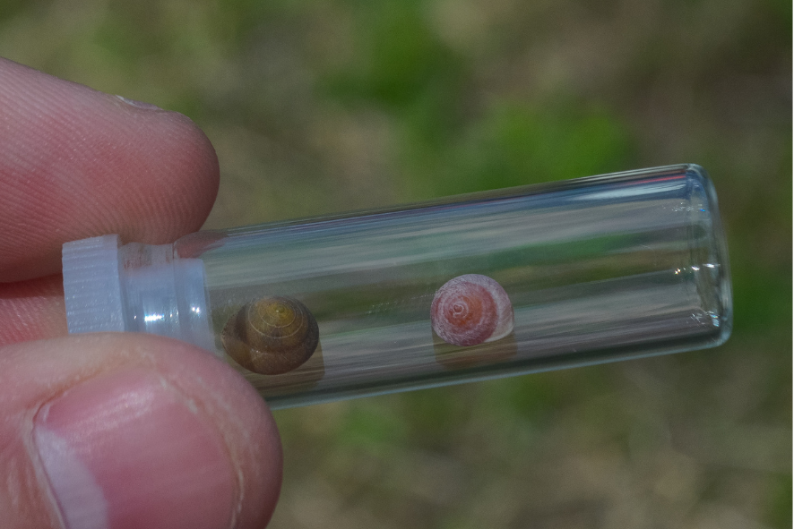 Blog Post Photo Dimensions 43 (58) cherrystone drop snails in a clear tube
