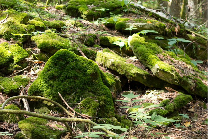 Blog Post Photo Dimensions 43 (61) Niagara escarpment of Red Banks Alvar moss covered rocks and ferns