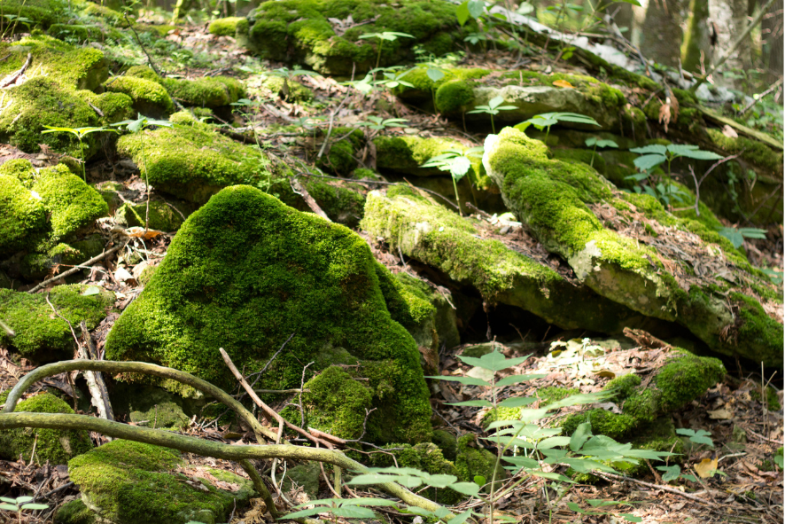 Niagara escarpment of Red Banks Alvar moss covered rocks and ferns