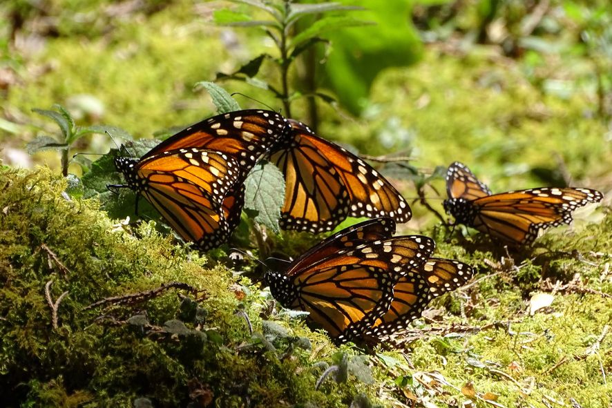 Monarchs gathering on the forest floor. 