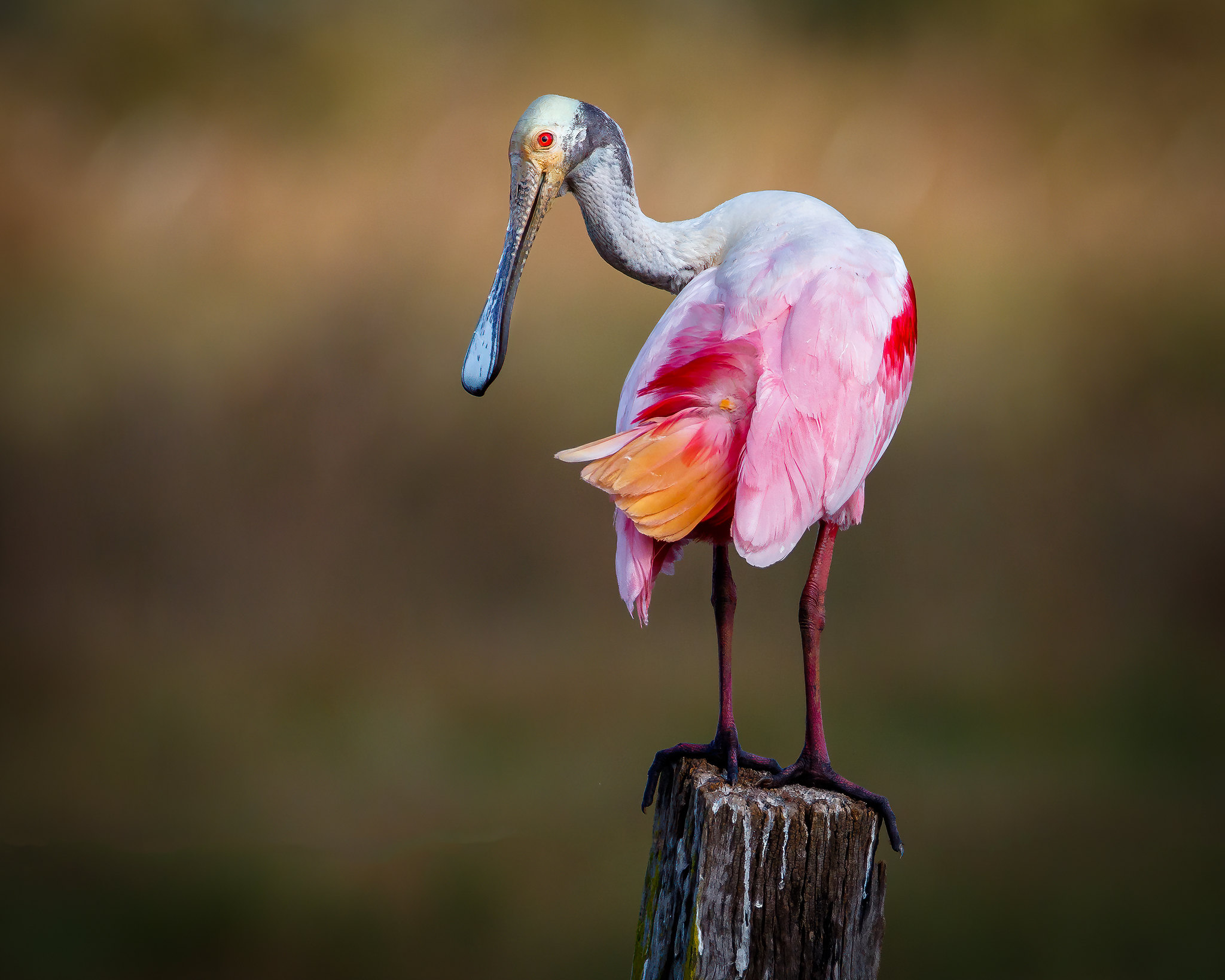 Spoonbill Zambonini