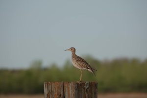 An upland sandpiper standing on a wooden stump.