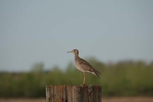 An upland sandpiper standing on a wooden stump. 