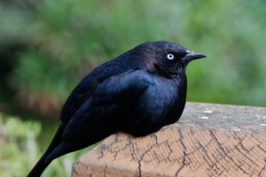 A male Brewer’s blackbird sitting on a fence. 