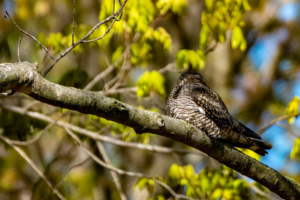 Photo description: A common nighthawk sitting in a tree.