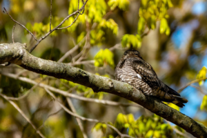 Photo description: A common nighthawk sitting in a tree. 