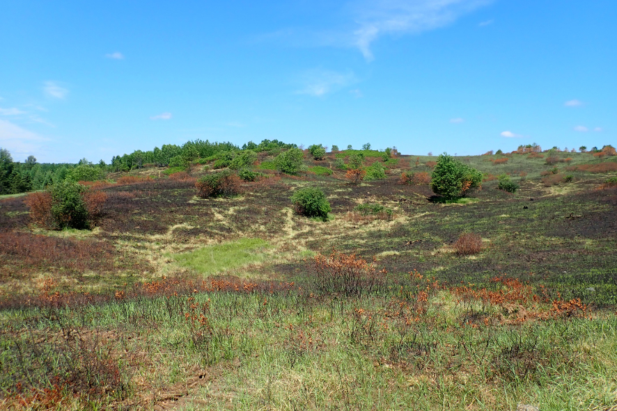 Photo description: Barrens habitat after a prescribed burn. 