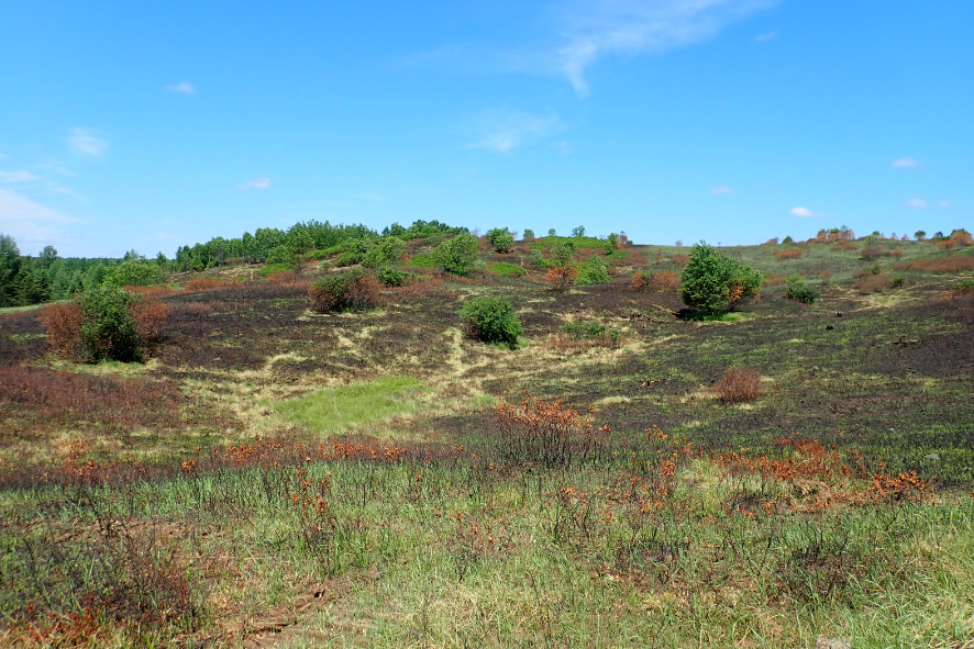 Blog Post Photo Dimensions 43 (80) Photo description: Barrens habitat after a prescribed burn.