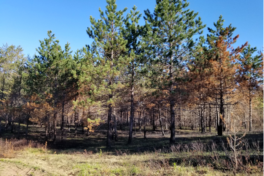 Blog Post Photo Dimensions 43 (83) Eagles Nest burn unit at Spread Eagle Barrens