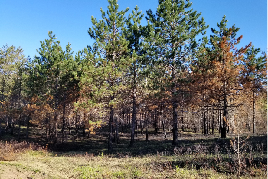 Eagles Nest burn unit at Spread Eagle Barrens