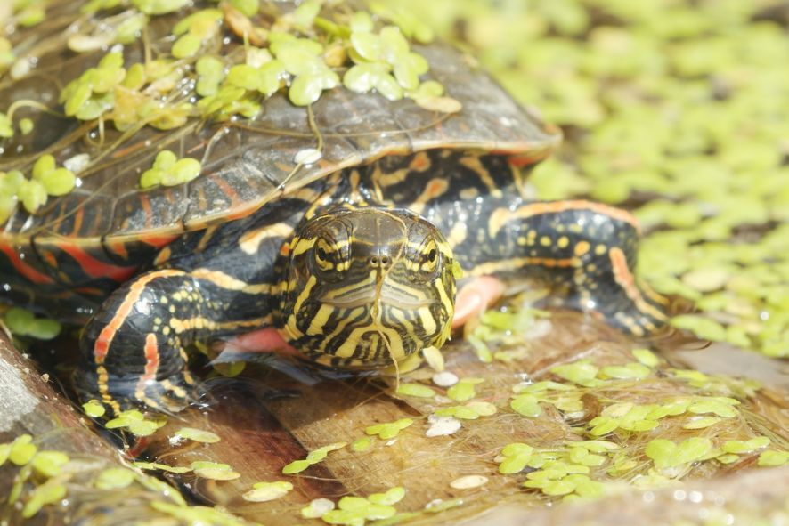 A painted turtle flecked with duckweed peers at the camera