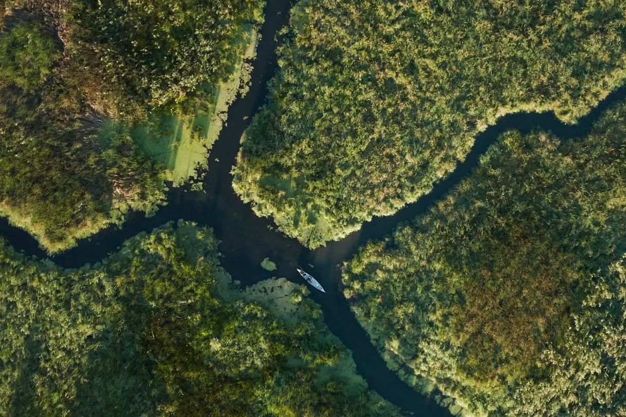 Aerial view showing channels of water winding through the wetland