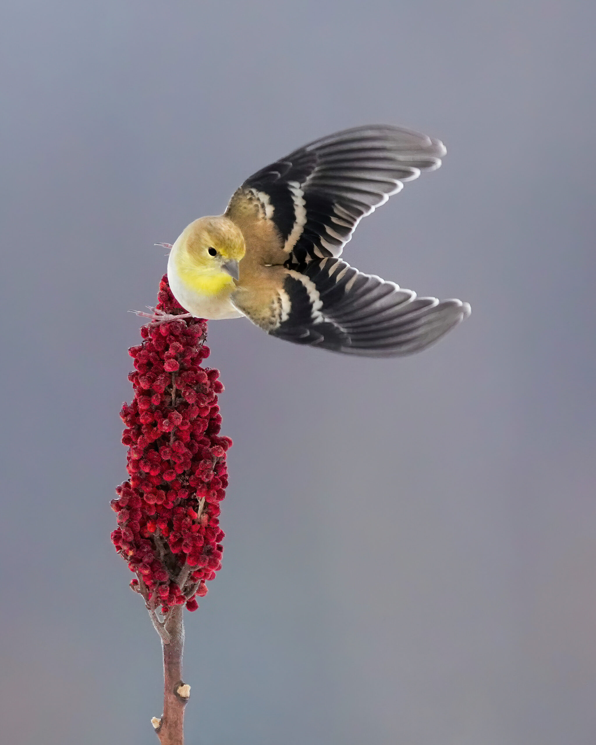 goldfinch on sumac