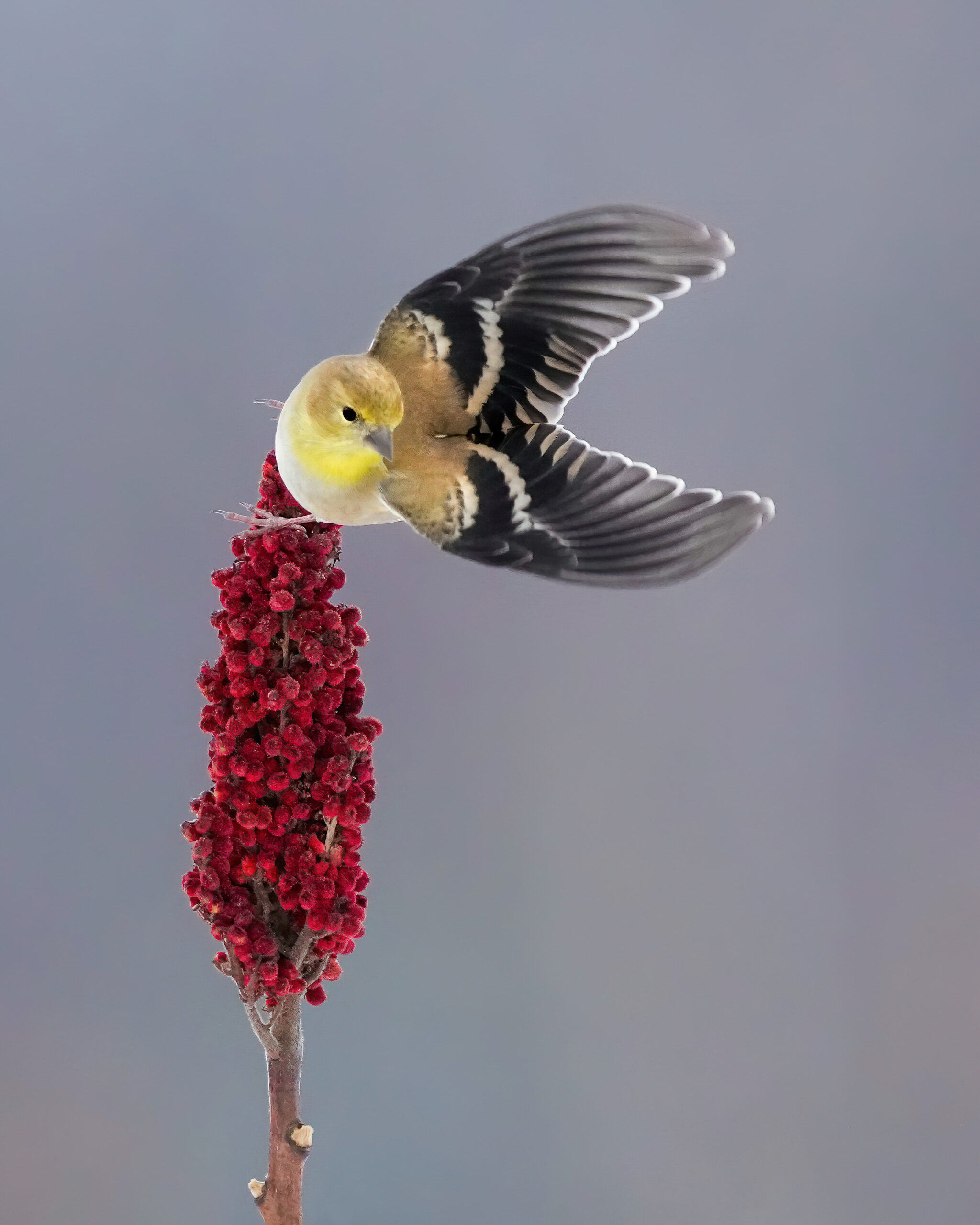 1 Goldfinch On Sumac Andy Raupp Scaled goldfinch on sumac