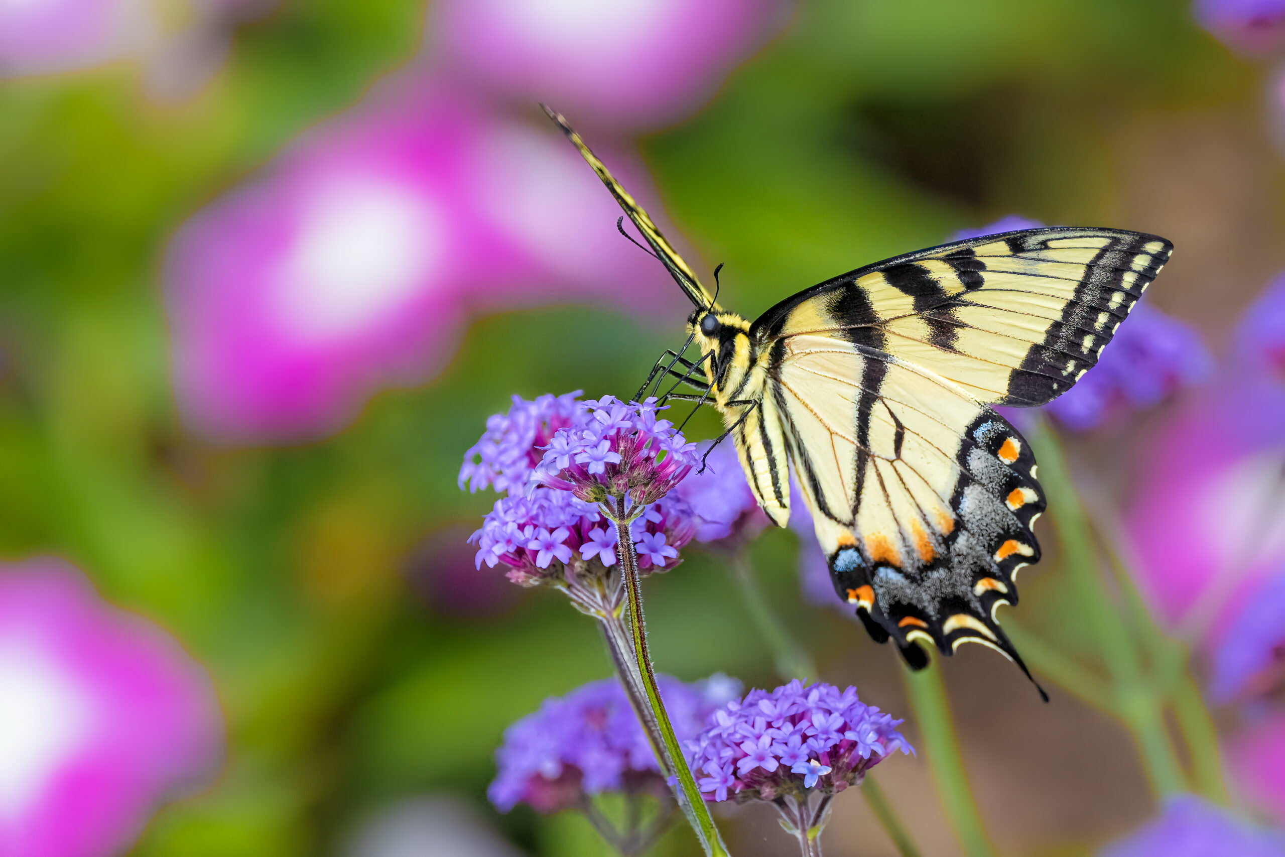 Eastern Tiger Swallowtail Butterfly on a flower