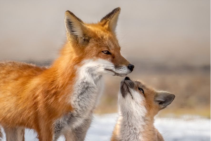 Mother and baby fox touch noses