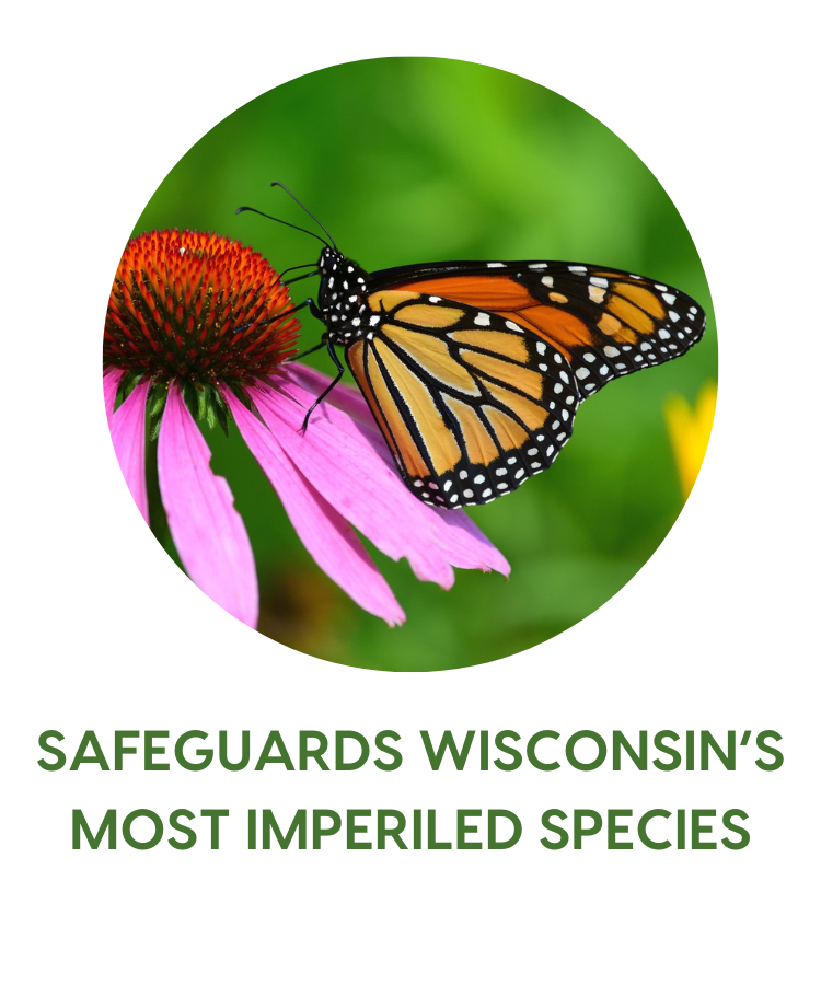 Safeguards Wisconsin's Most Imperiled Species - photo shows a monarch on a flower