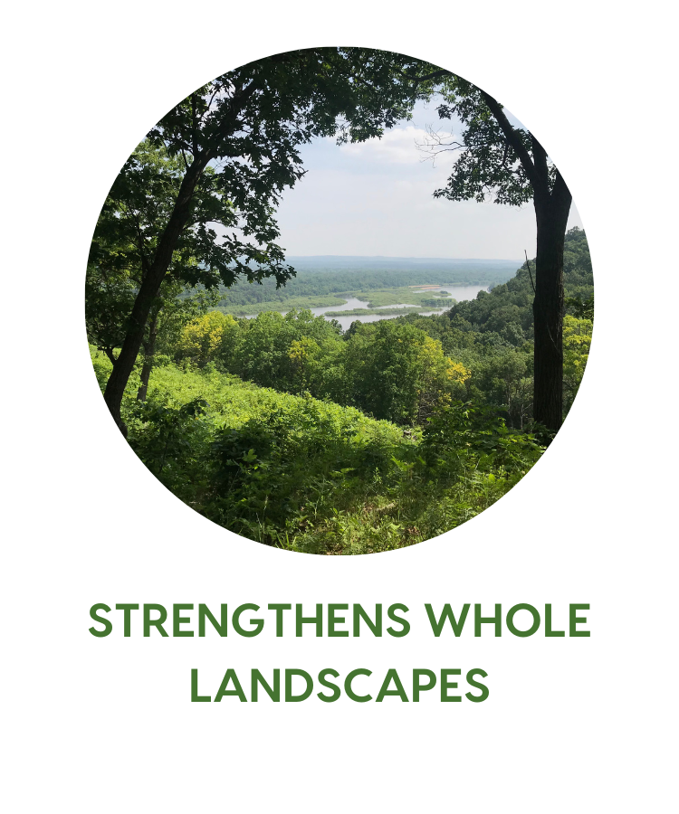 Strengthens whole landscapes - photo shows a vast green landscape through the trees