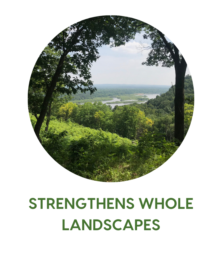 Strengthens whole landscapes Strengthens whole landscapes - photo shows a vast green landscape through the trees