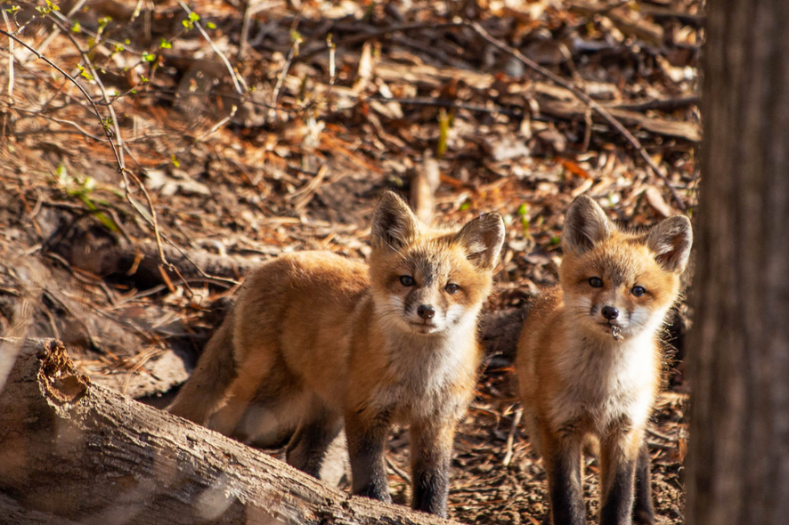 baby foxes standing in the forest, $60,000 matching gift challenge campaign photo