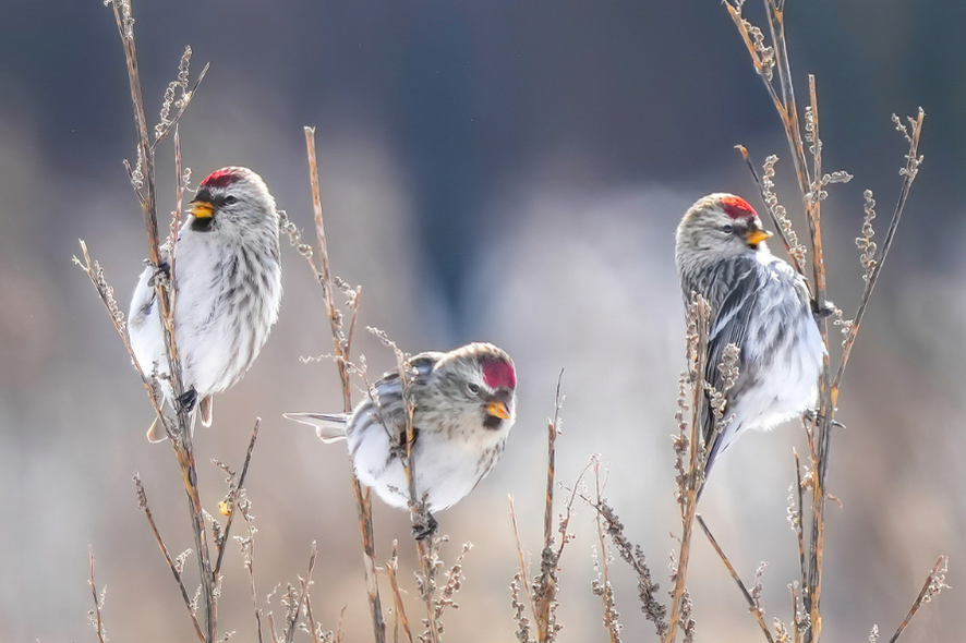 three Common Redpolls feeding in the winter