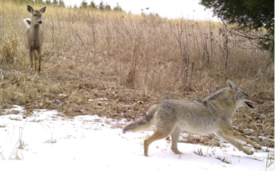 Snapshot Wisconsin Trail Cams Capture Rare Wildlife Interactions