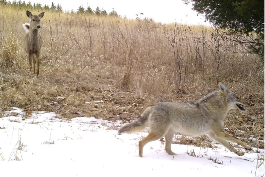 snapshot wisconsin trail camera capture of a deer standing in a dry field as a coyote runs across the snow covered ground in the foreground