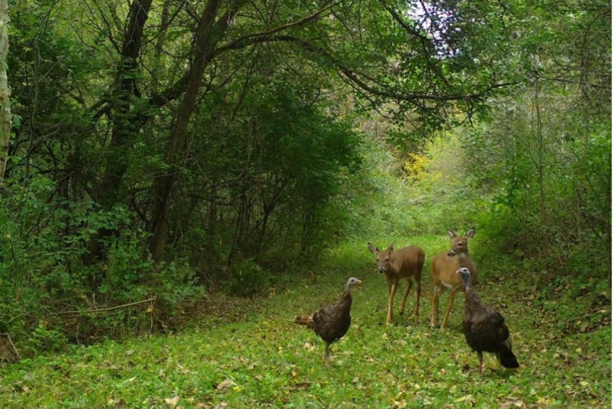 Snapshot Wisconsin trail camera capture of two deer and two turkeys standing in a forest