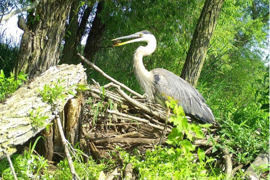 Great blue heron and turtle Snapshot Wisconsin trail camera capture of a great blue heron with a turtle in its mouth