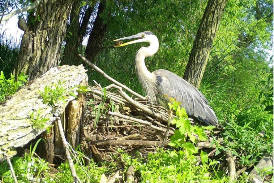 Snapshot Wisconsin trail camera capture of a great blue heron with a turtle in its mouth