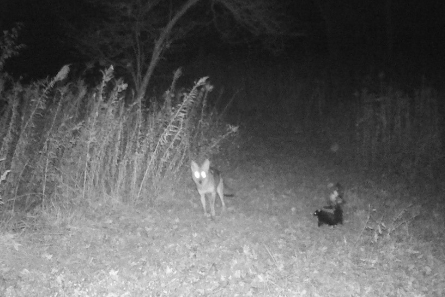 Snapshot Wisconsin trail camera capture of a coyote and a striped skunk at night