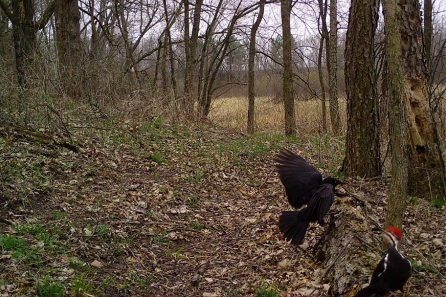 Snapshot Wisconsin trail camera capture of an american crow and a pileated woodpecker in a forest