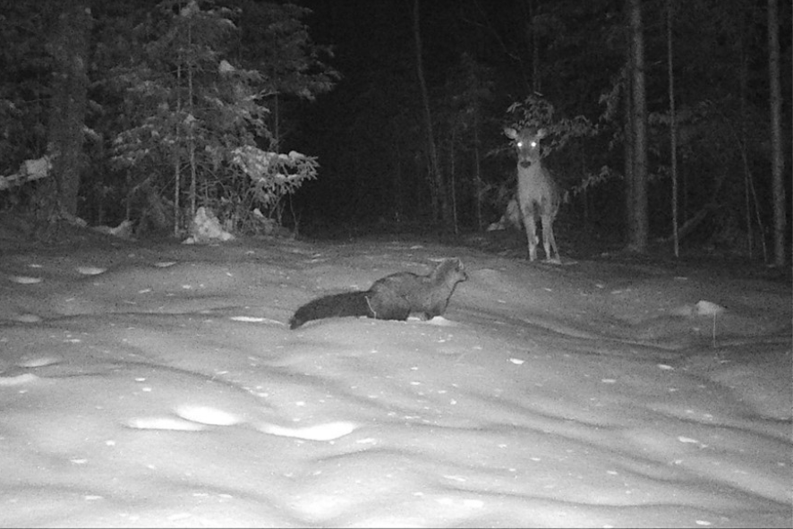 a deer and fisher standing in the snow at night