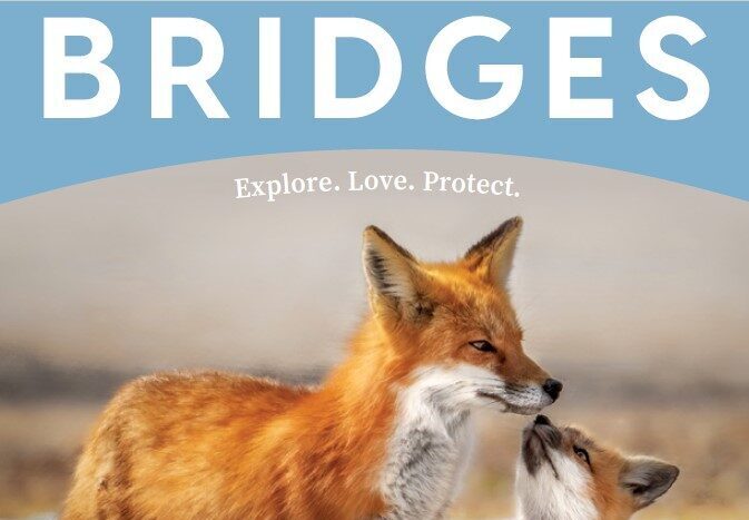 Cover of NRF Bridges Magazine